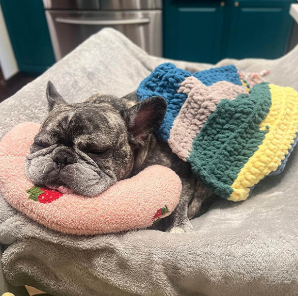 ALMOHADA RELAJANTE PARA MASCOTAS